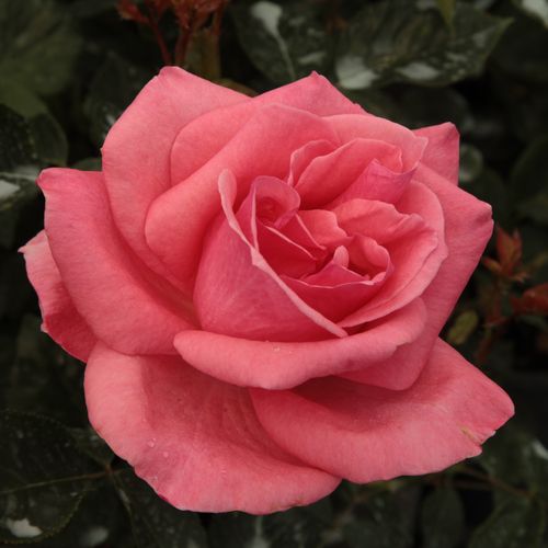 Rosa carmine - rose ibridi di tea